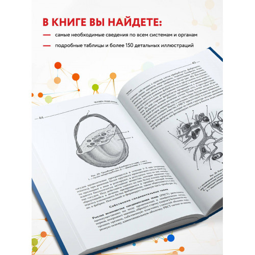 Атлас. Анатомия и физиология человека: полное практическое пособие. 2-е издание, дополненное