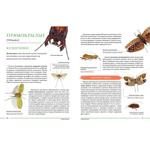 Насекомые мира. Детская энциклопедия