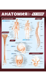 Анатомия. Самая компактная анатомическая таблица