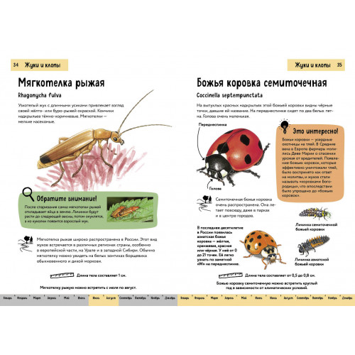 Насекомые. Краткий иллюстрированный справочник