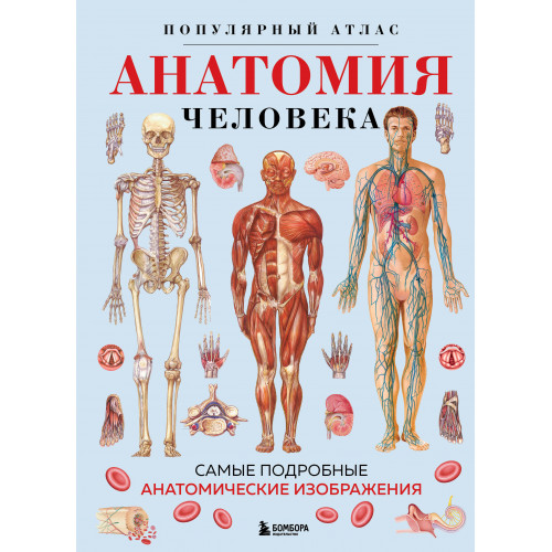 Анатомия человека. Популярный атлас. Самые подробные анатомические изображения